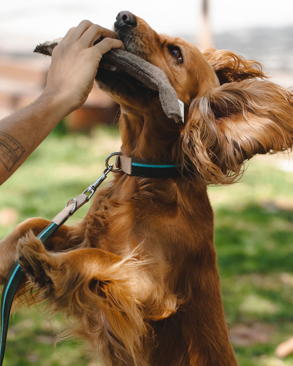 MIMMO PLUSH TOY | בובות עלי שלכת לכלב