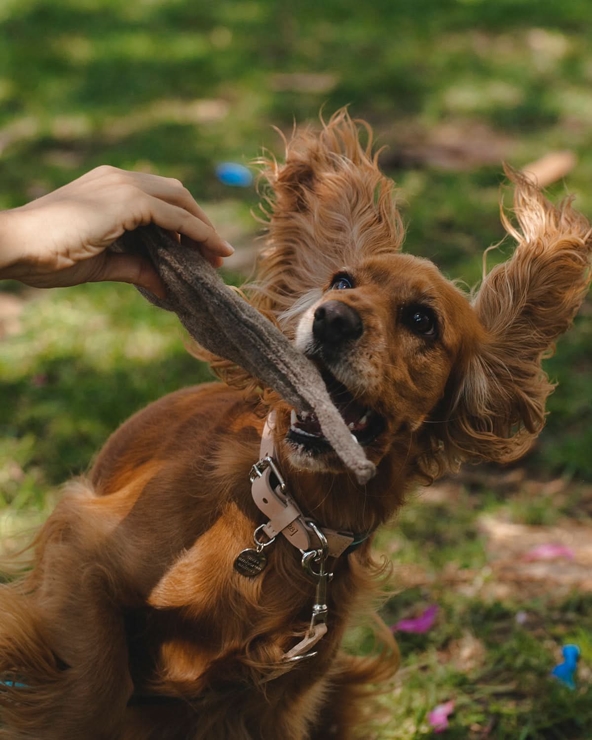 MIMMO PLUSH TOY | בובות עלי שלכת לכלב