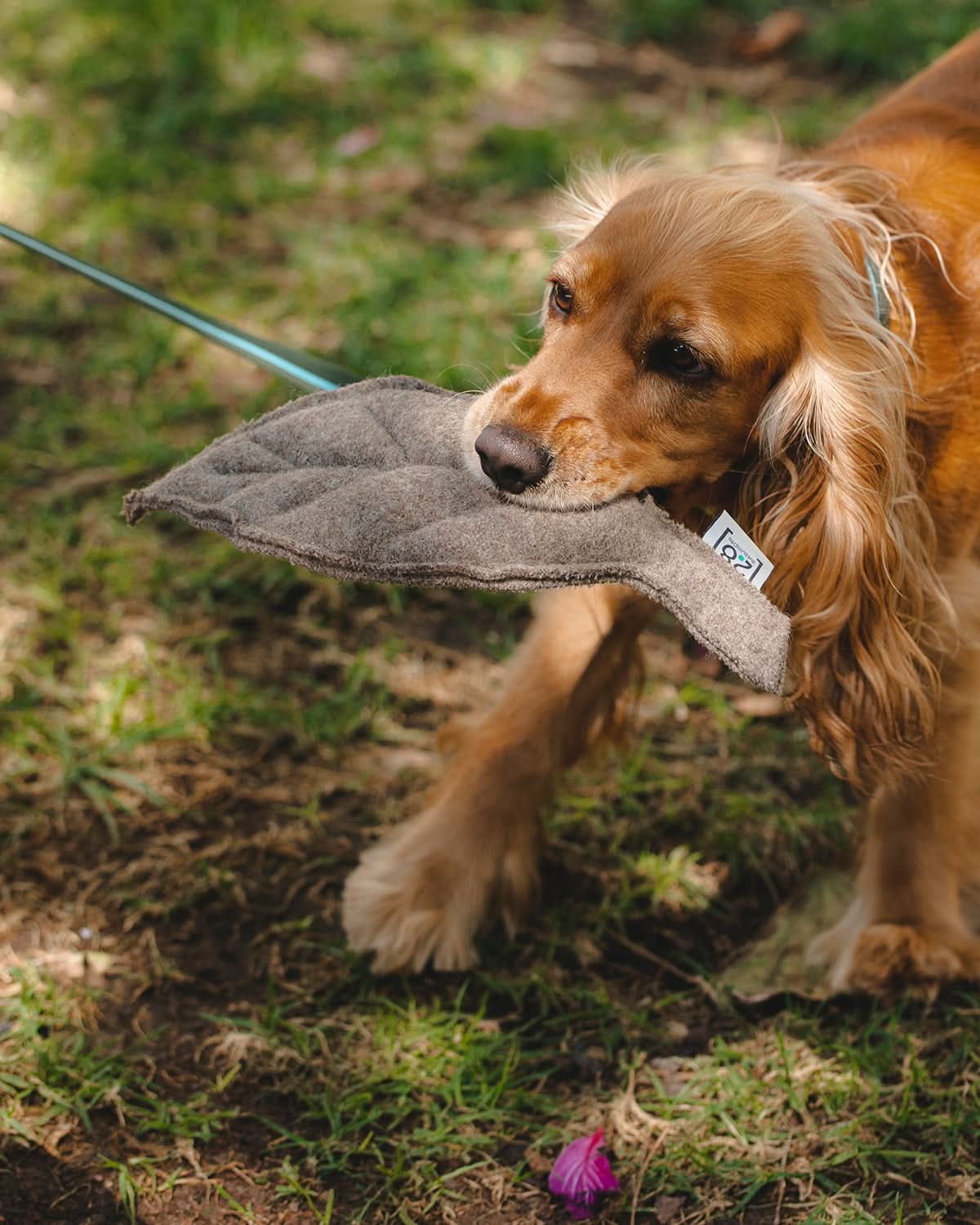 MIMMO PLUSH TOY | בובות עלי שלכת לכלב