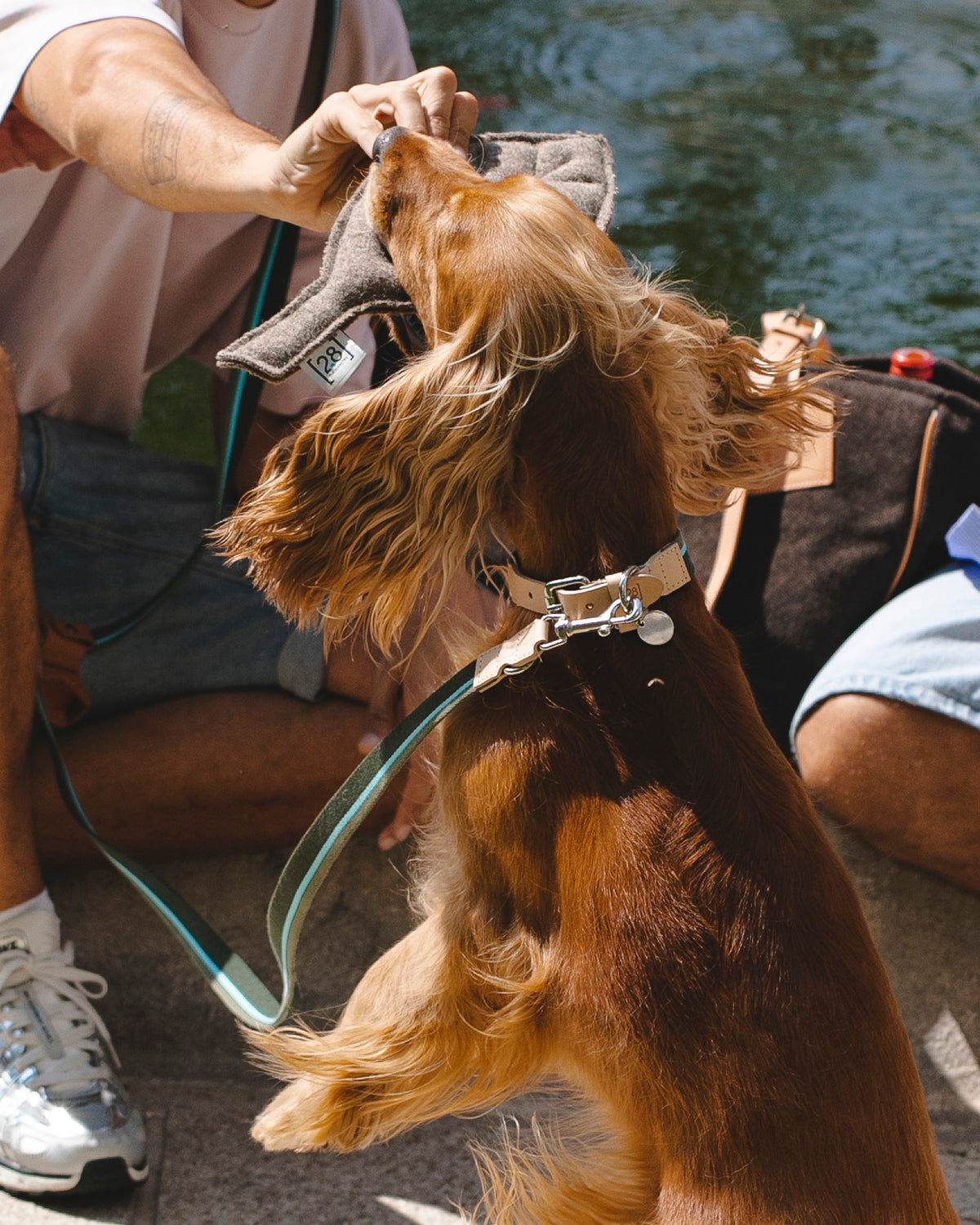 FRANCO RIBBON DOG COLLAR | קולר לכלב