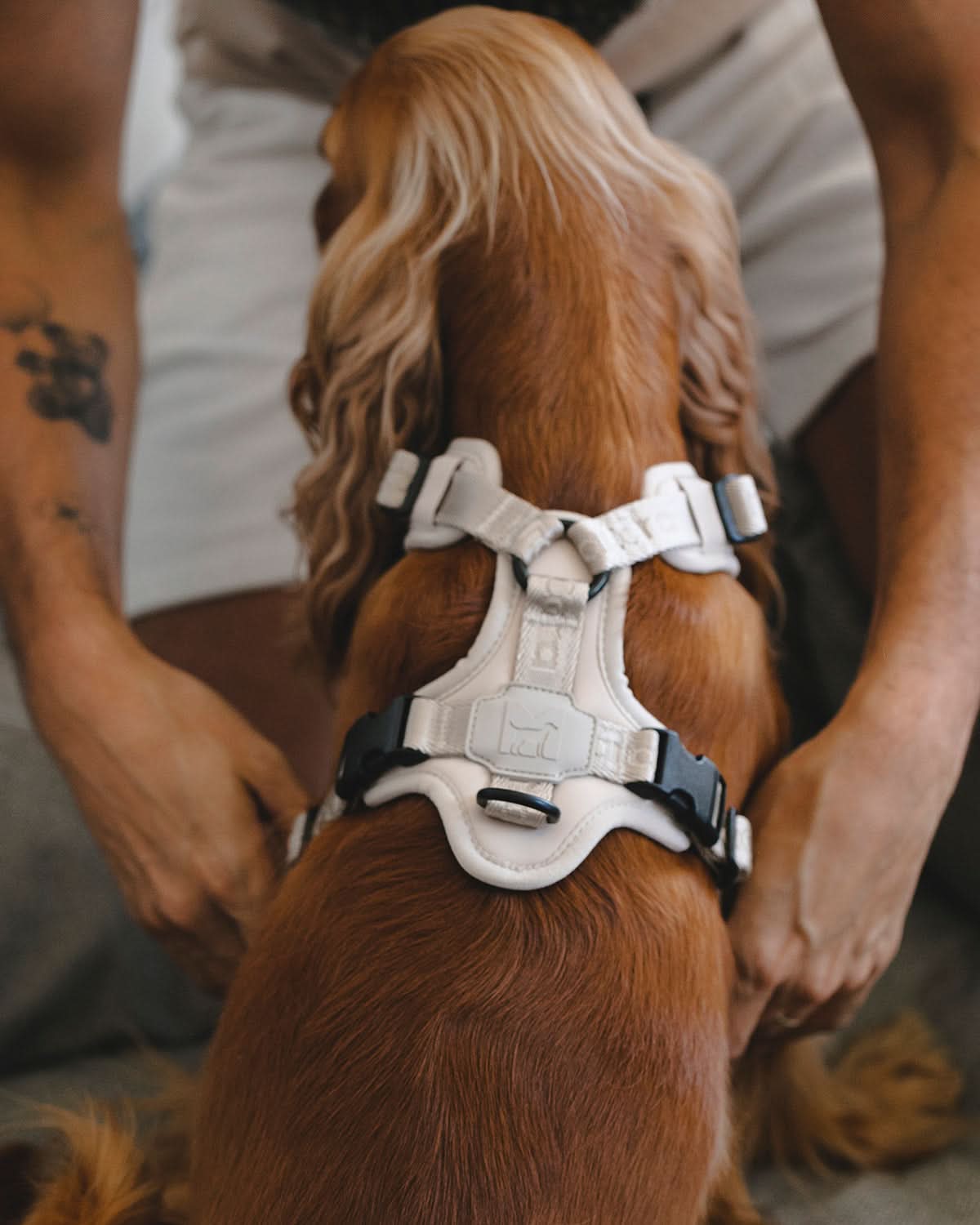 MODENA HARNESS | רתמה לכלב