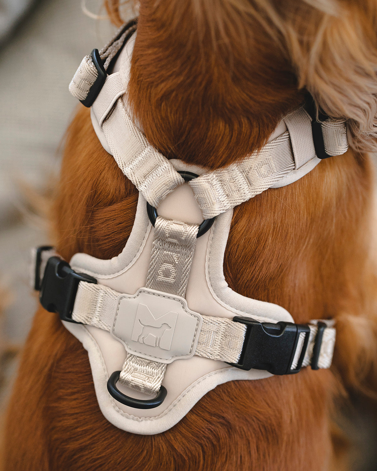 MODENA HARNESS | רתמה לכלב