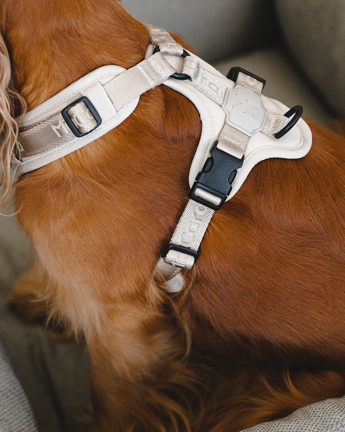 MODENA HARNESS | רתמה לכלב