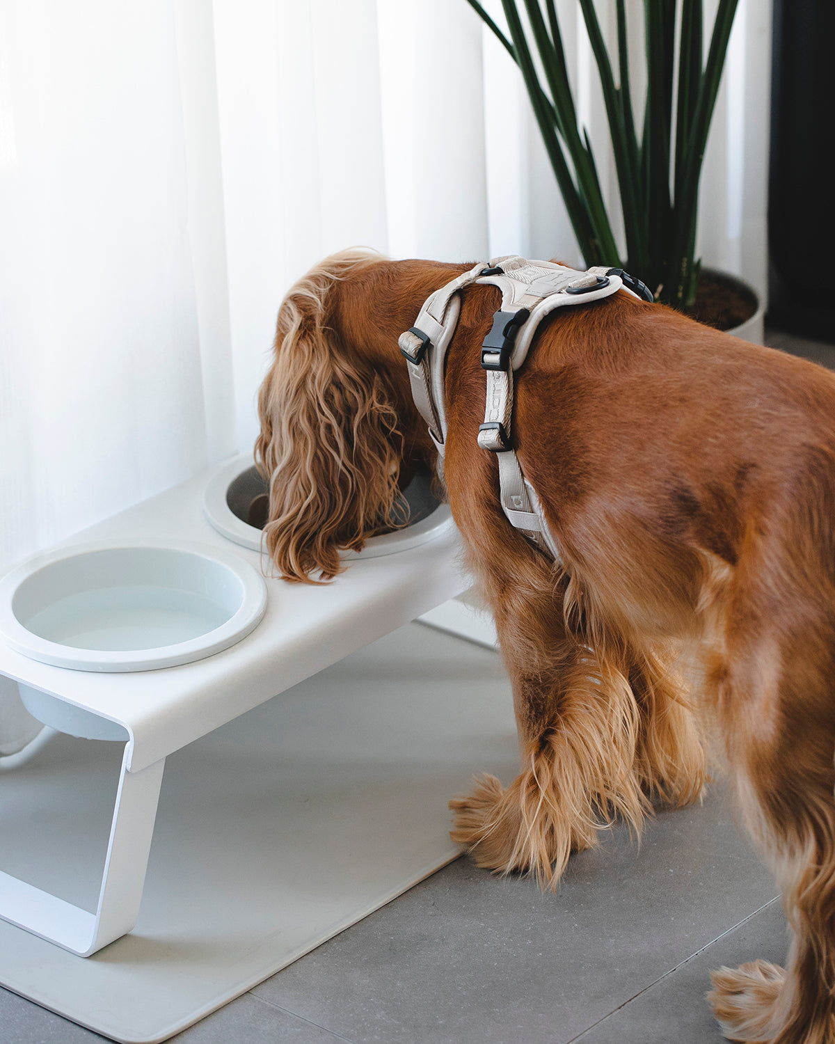 DESCO ALU PORCELAIN | מעמד קערות מוגבה לכלב