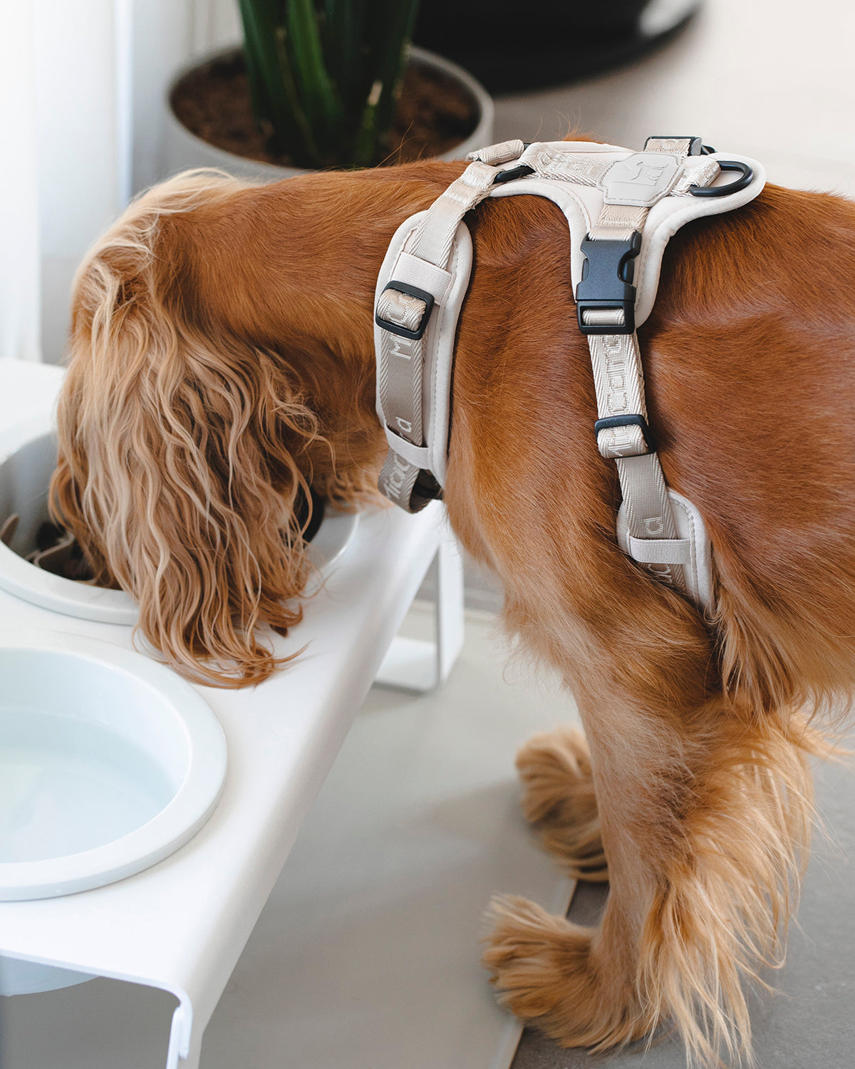 MODENA HARNESS | רתמה לכלב