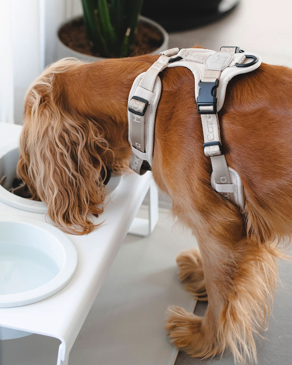 MODENA HARNESS | רתמה לכלב