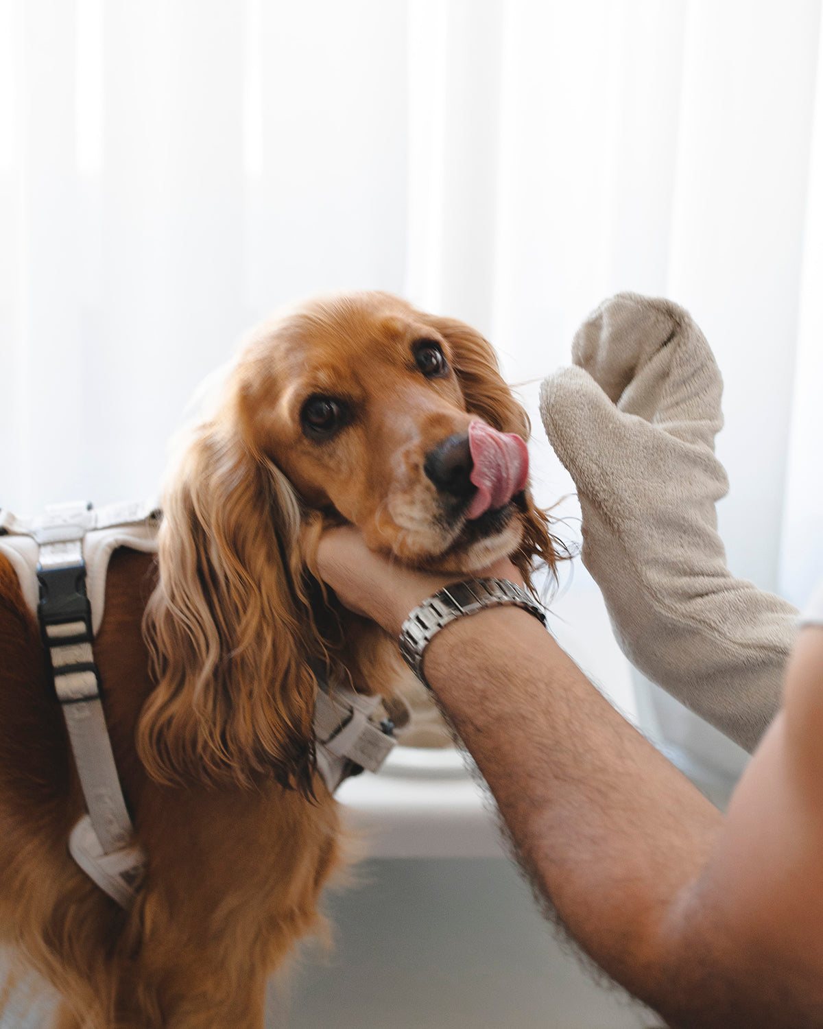 GUANTO DOG DRYING GLOVES | כפפת מגבת לכלב