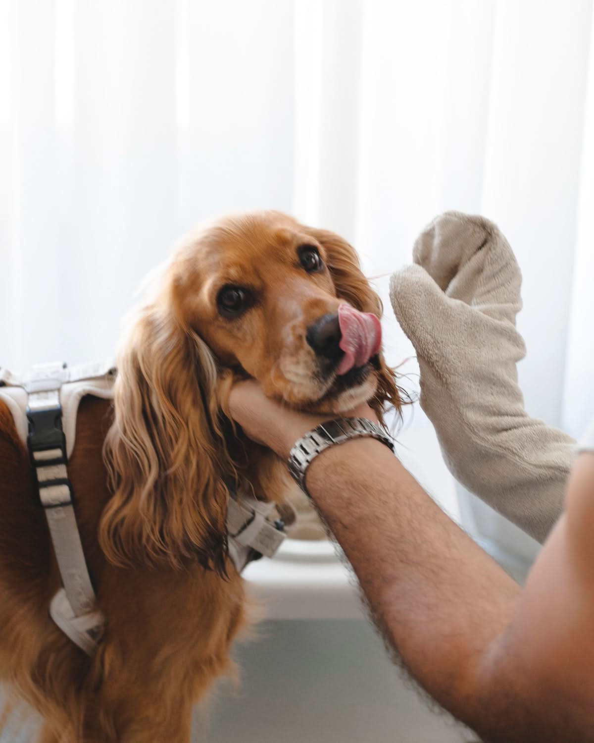 GUANTO DOG DRYING GLOVES | כפפת מגבת לכלב