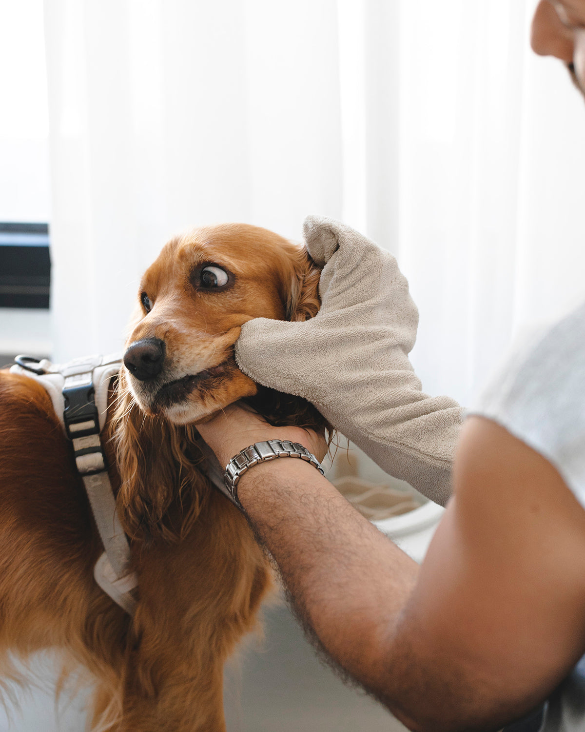 GUANTO DOG DRYING GLOVES | כפפת מגבת לכלב
