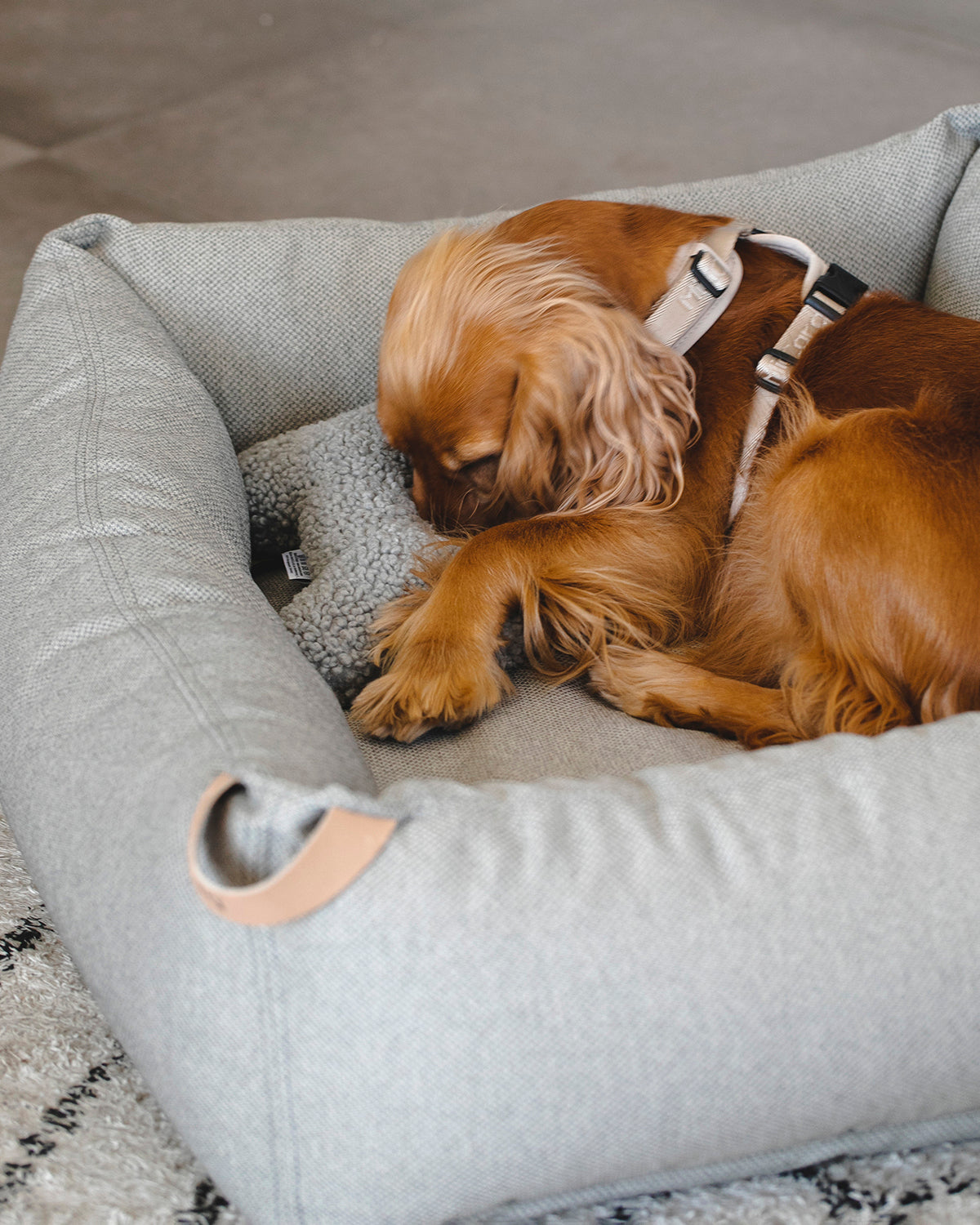 MARE DOG BOX BED | מיטה אורתופדית לכלב