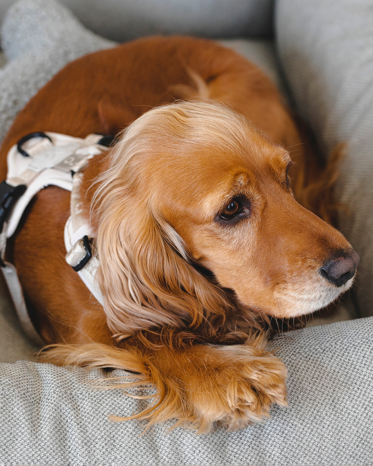 MODENA HARNESS | רתמה לכלב