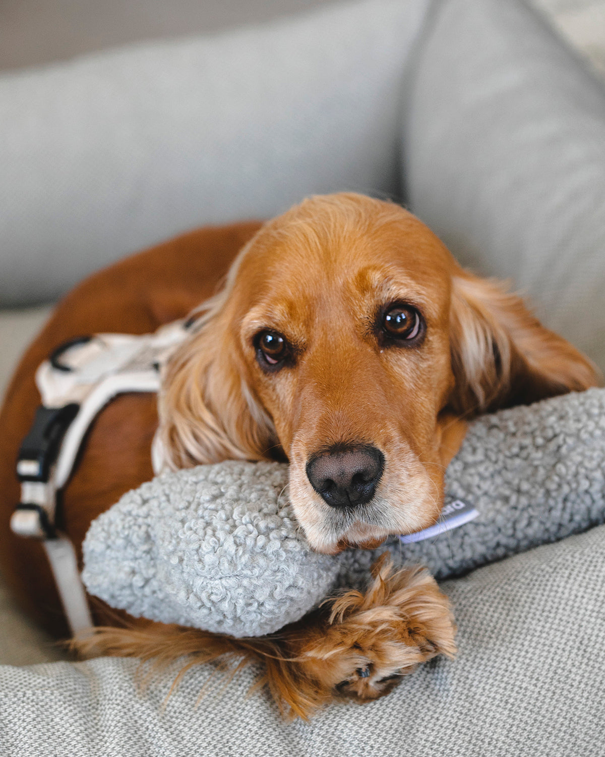 SENSO DOG BONE TOY | צעצוע עצם לכלב
