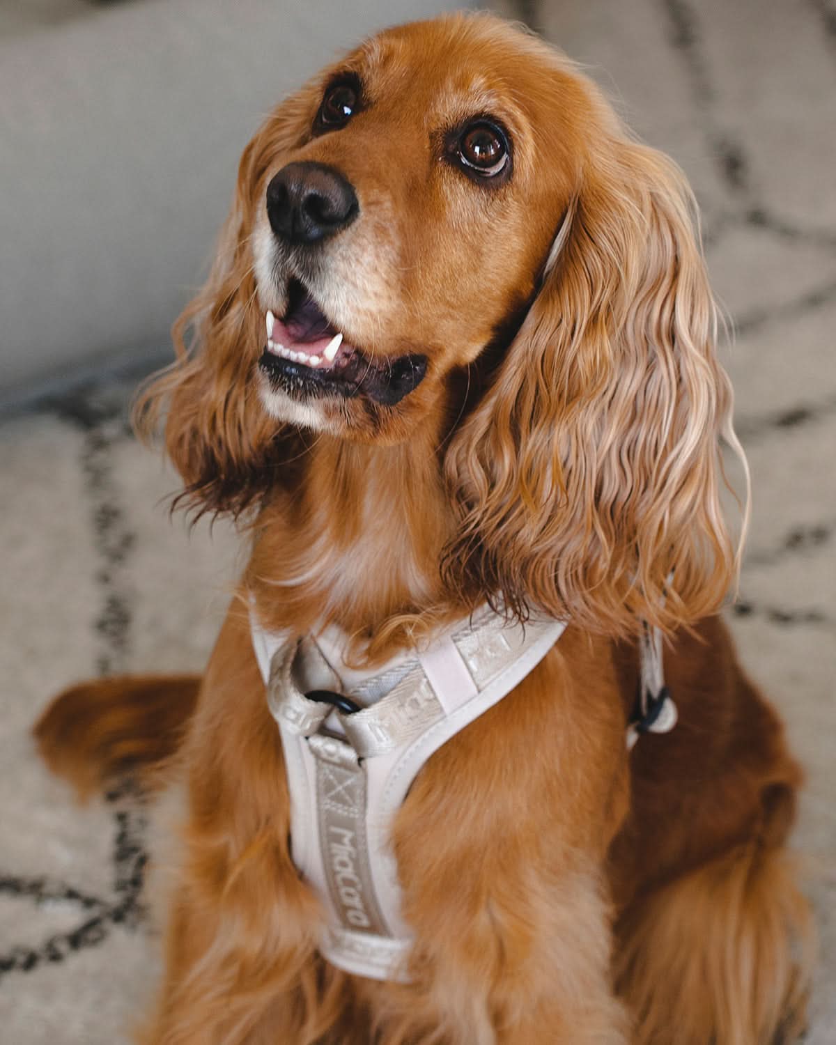 MODENA HARNESS | רתמה לכלב