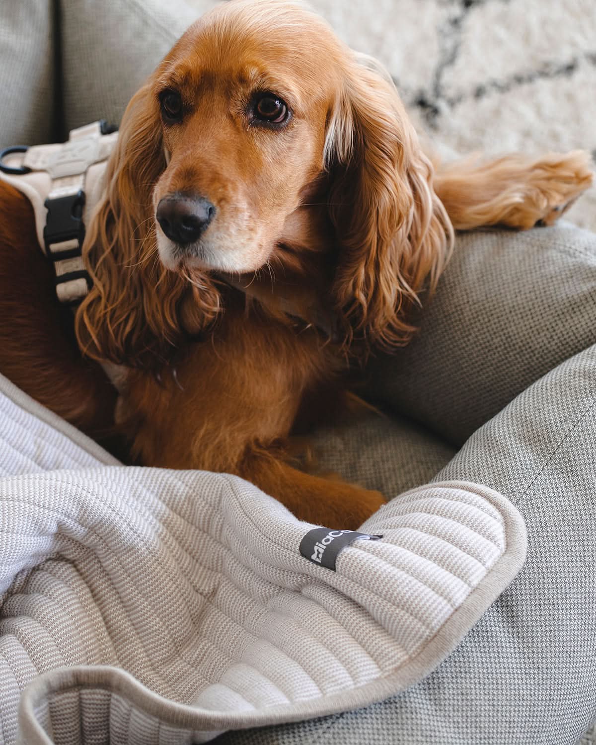 ONDA DOG BLANKET | שמיכה לכלב