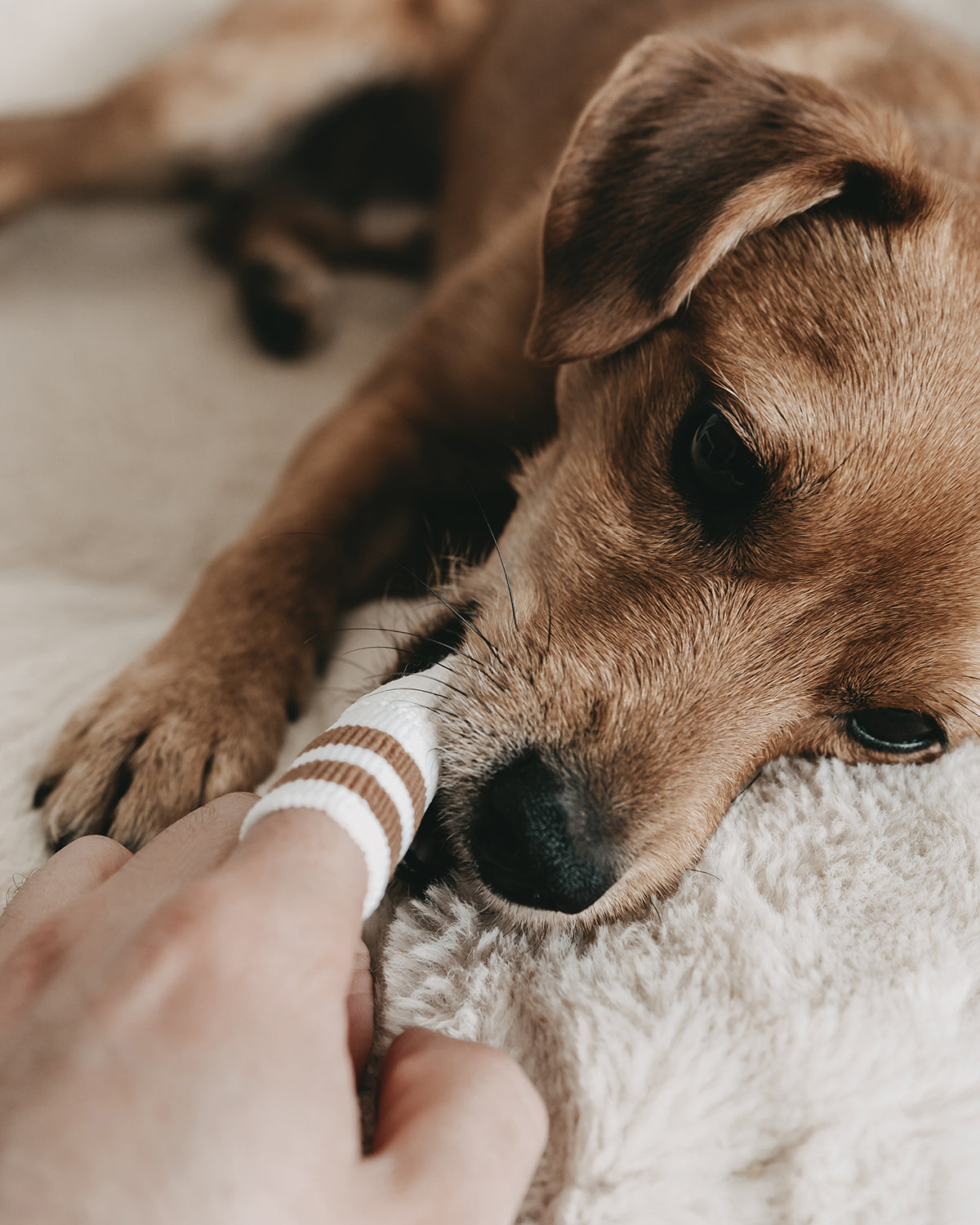 DENTAL MICRO FLEECE DOG TOOTHBRUSH | אצבעון צחצוח שיניים לכלב
