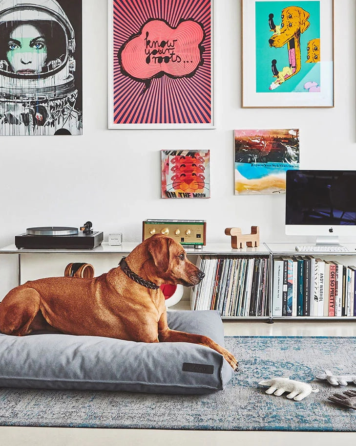 קולר עור לכלבים