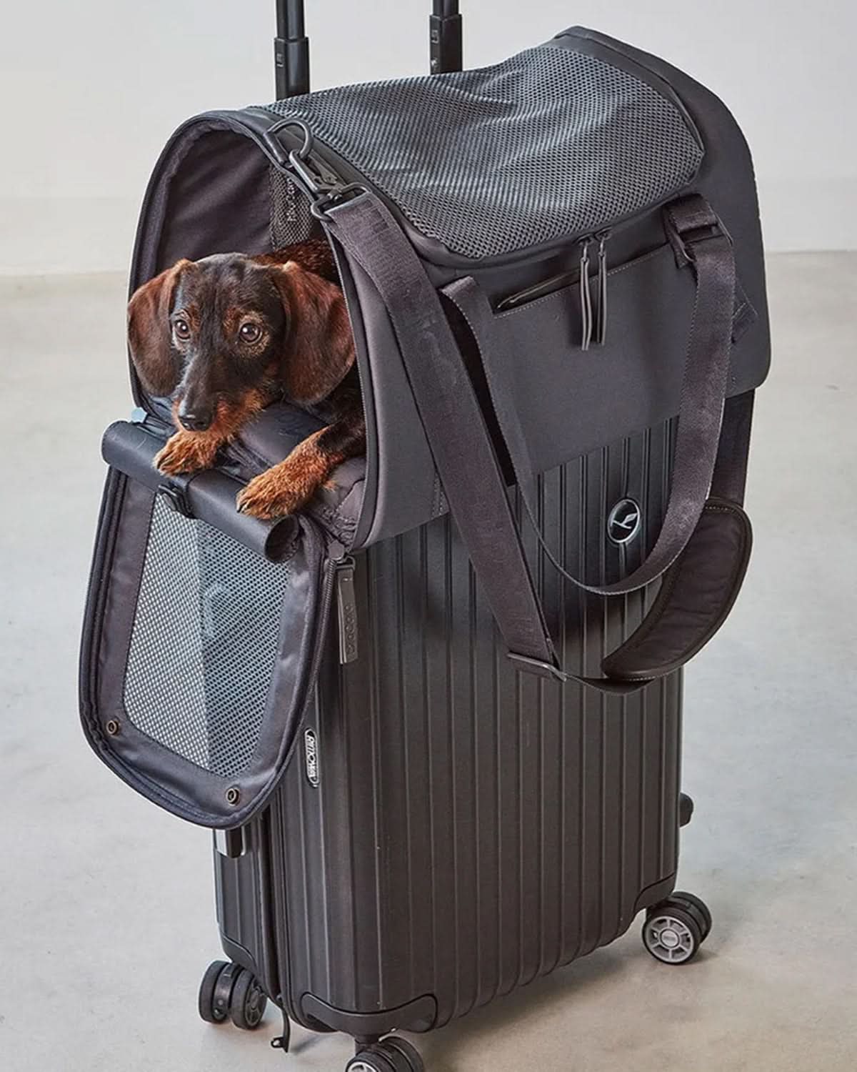 VOLATA PET CARRIER BAG | תיק נסיעות לכלב ולחתול