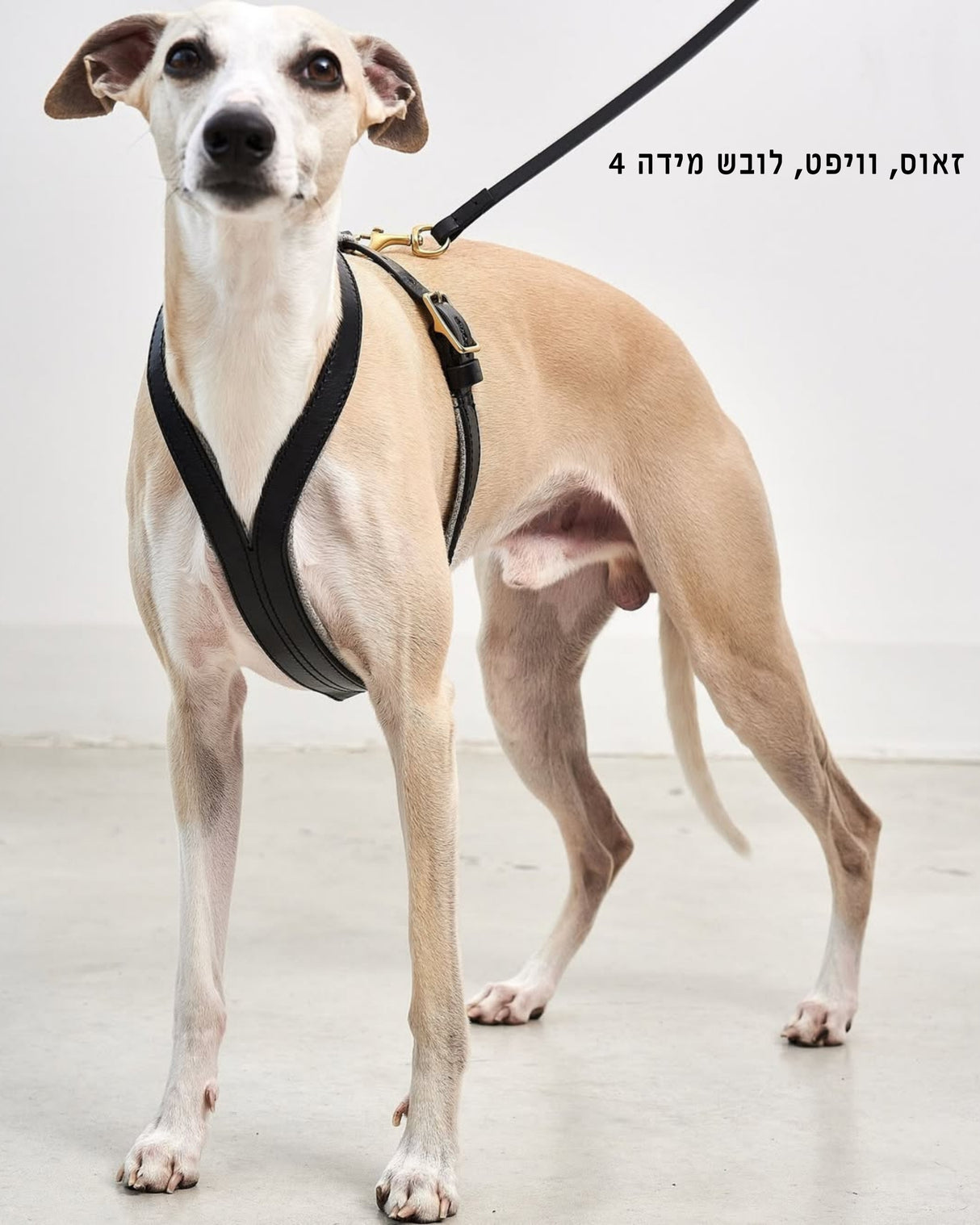 רתמת עור אלגנטית לכלב | VERONA LEATHER DOG HARNESS