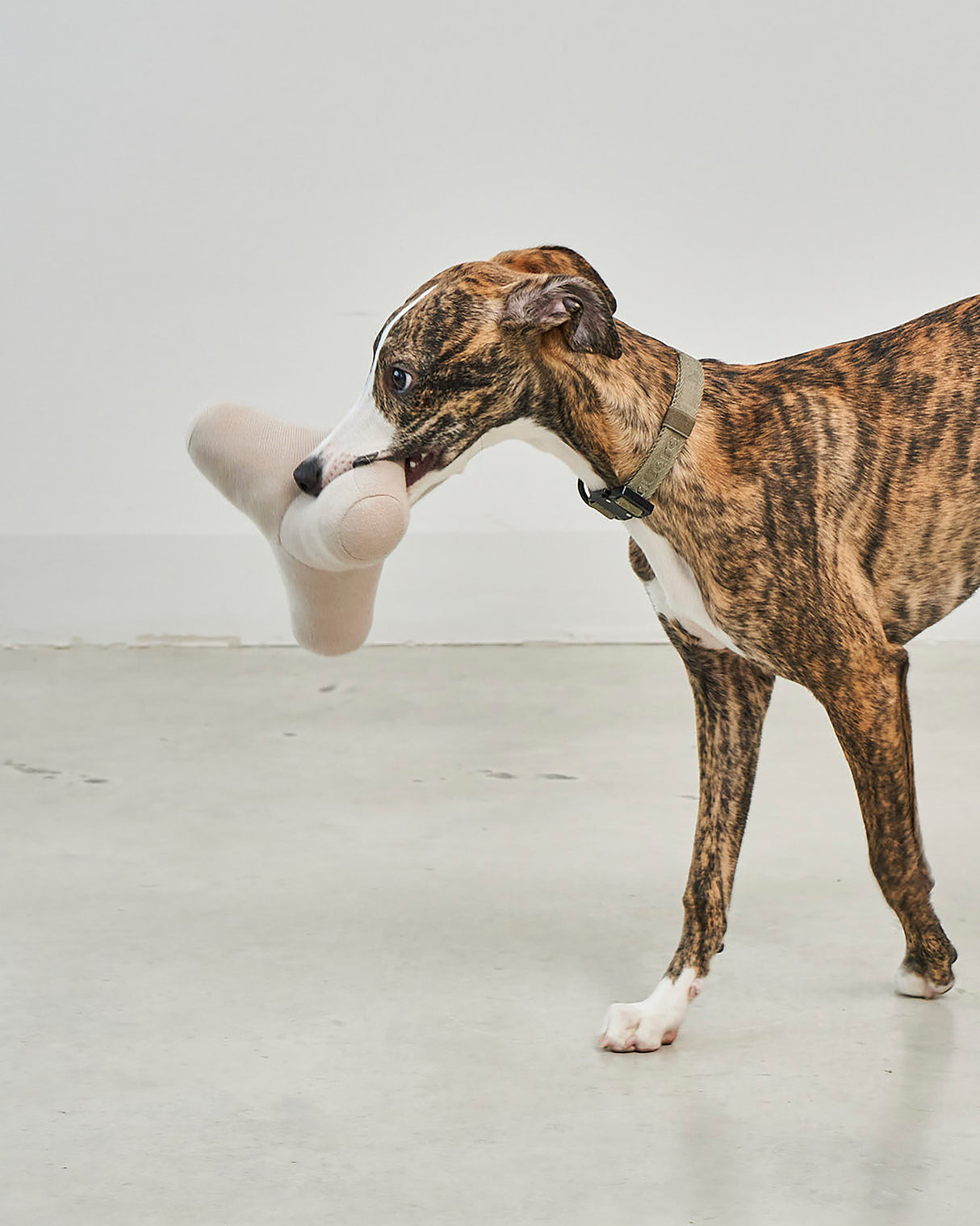 QUATTRO DOG TOY | צעצוע גאומטרי סרוג לכלב