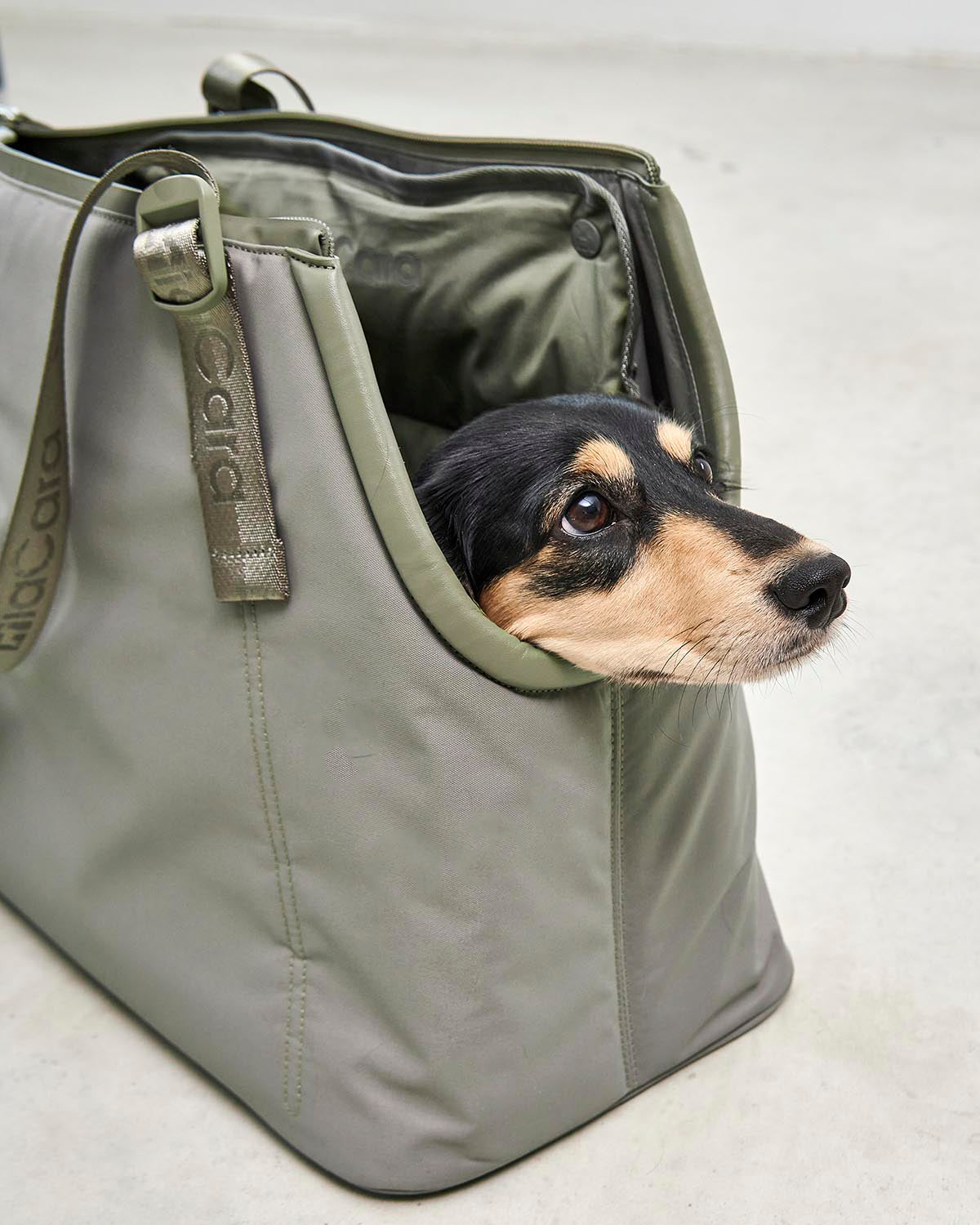 תיקי נשיאה לכלבים