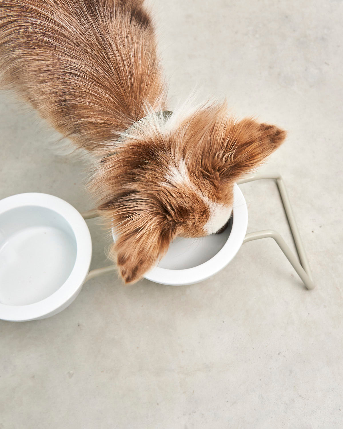 פינות אוכל פורצלן לחתולים וכלבים