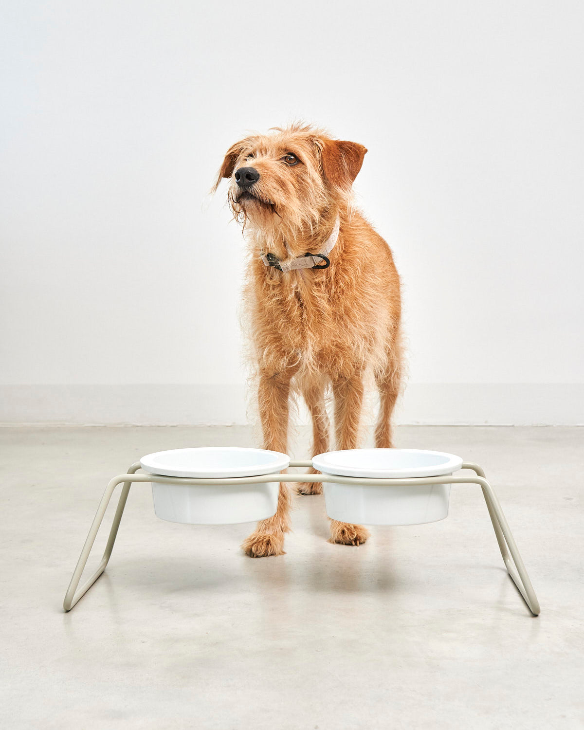 פינות אוכל פורצלן לחתולים וכלבים