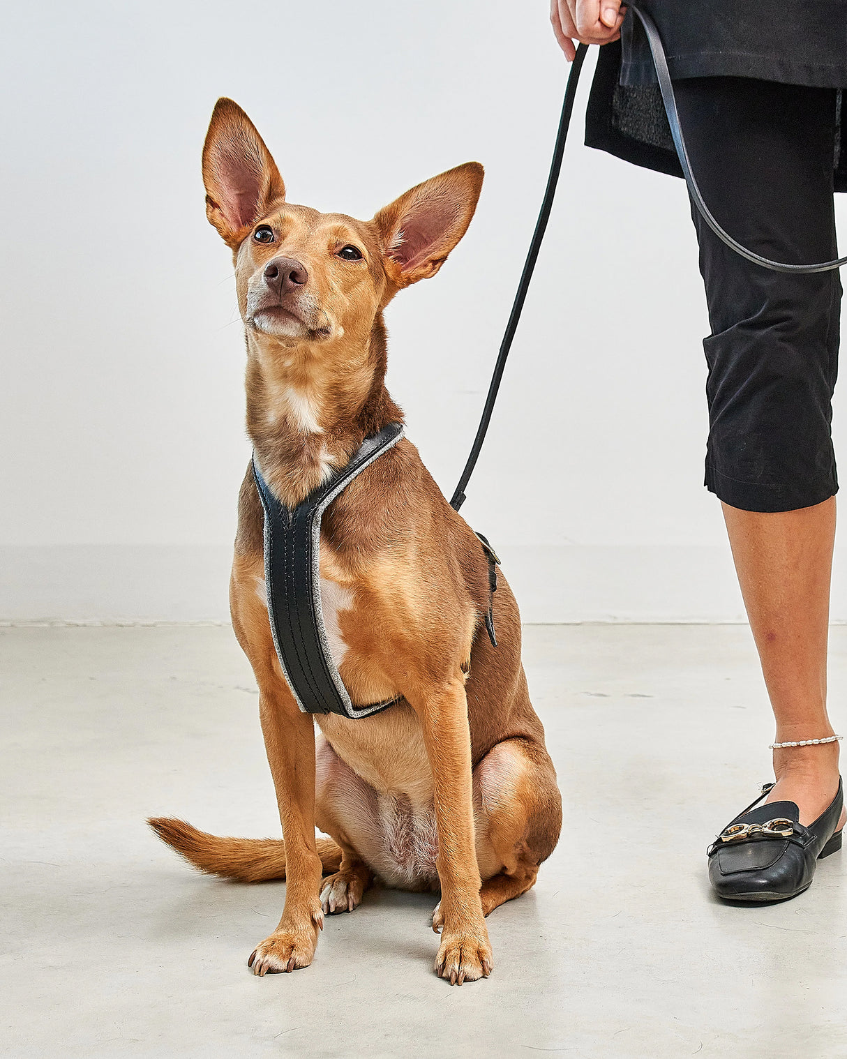 VERONA LEATHER DOG HARNESS | רתמת עור לכלב