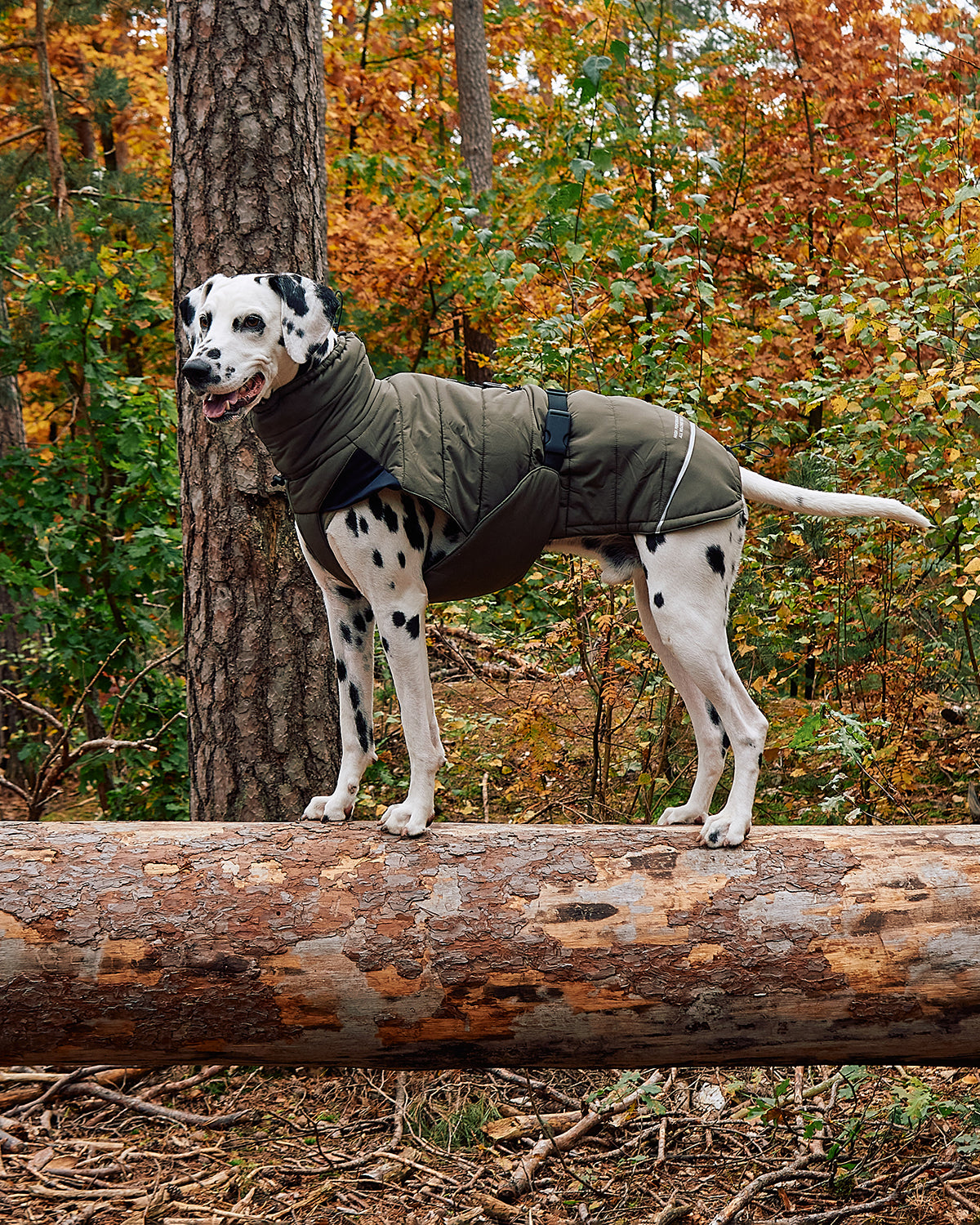 COSIMA DOG WINTER COAT | מעיל חורף לכלב