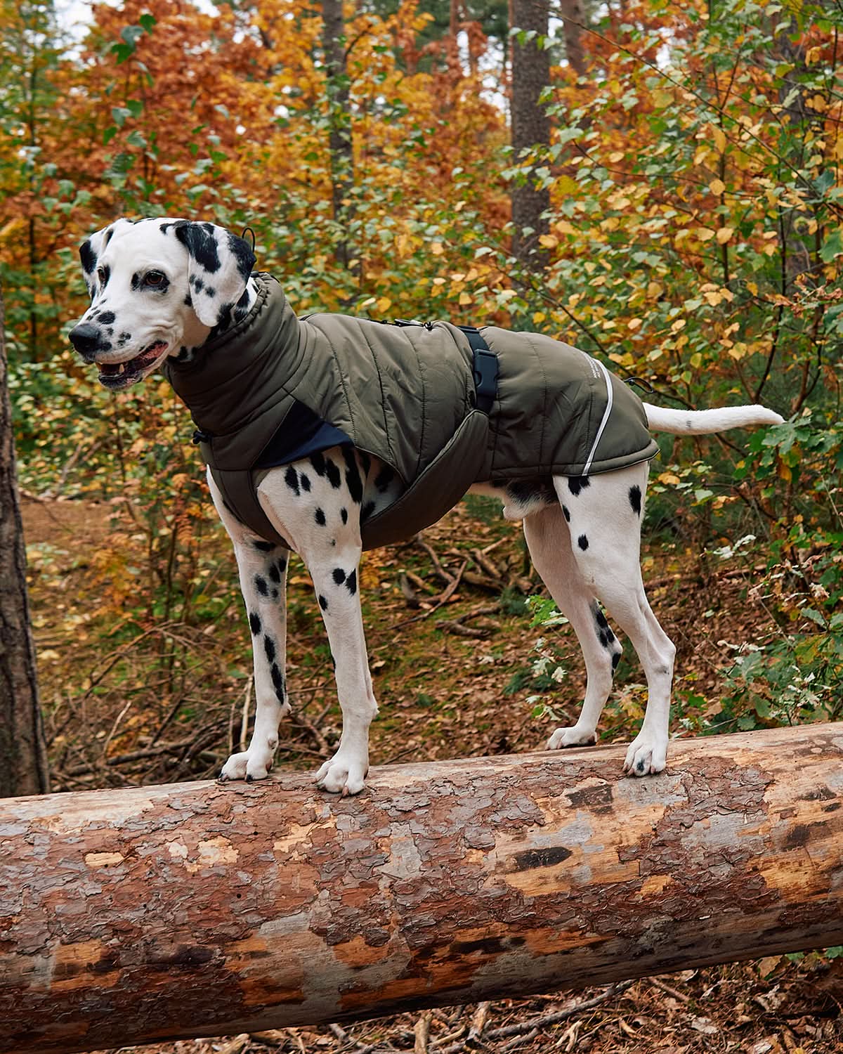 COSIMA DOG WINTER COAT | מעיל חורף לכלב
