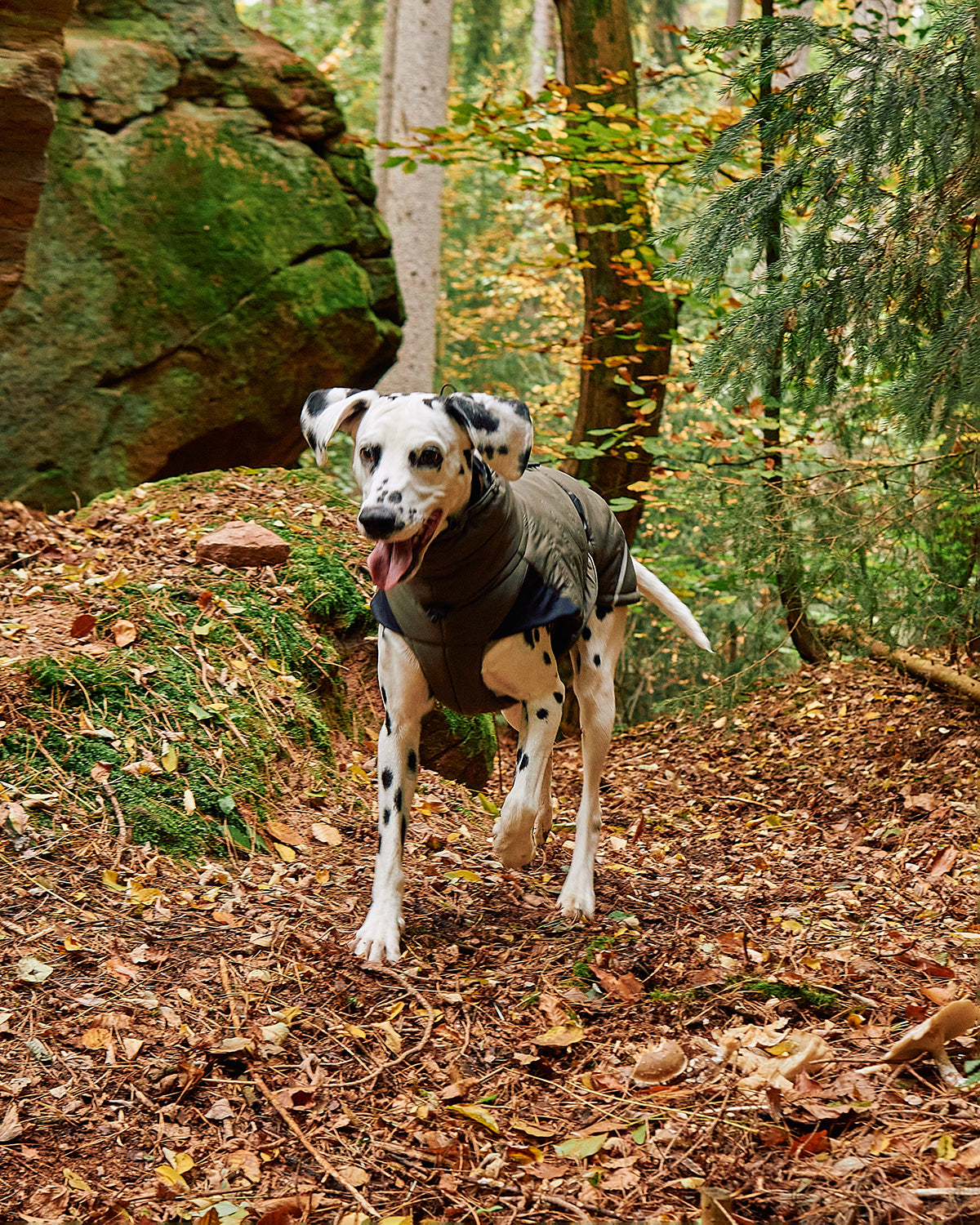 COSIMA DOG WINTER COAT | מעיל חורף לכלב