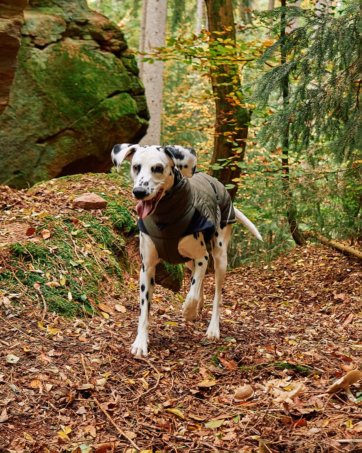 COSIMA DOG WINTER COAT | מעיל חורף לכלב