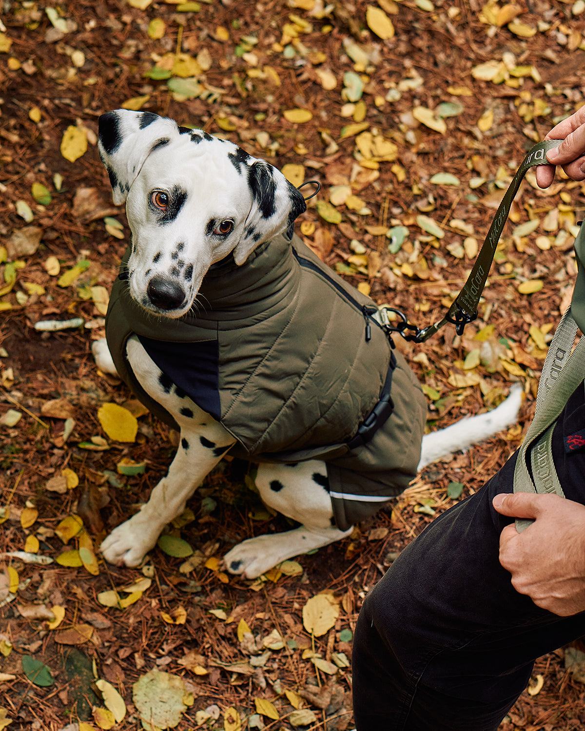 COSIMA DOG WINTER COAT | מעיל חורף לכלב
