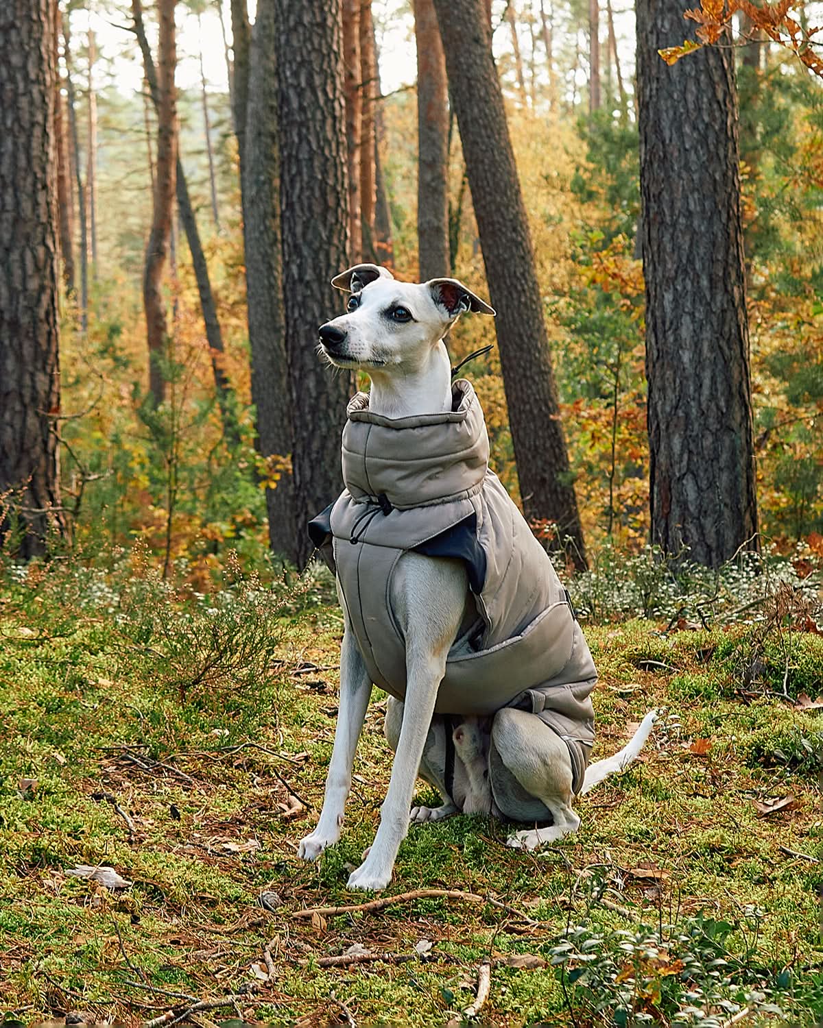 מעיל חורף לכלב
