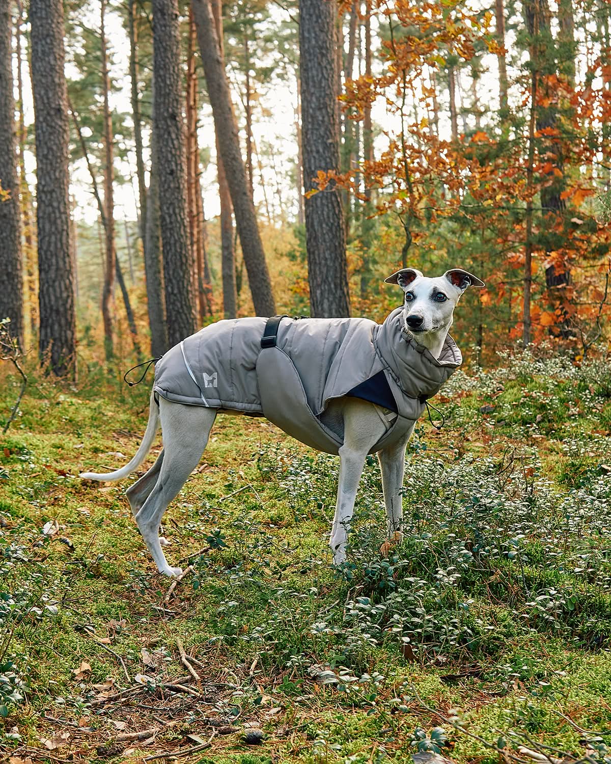 מעיל חורף לכלב