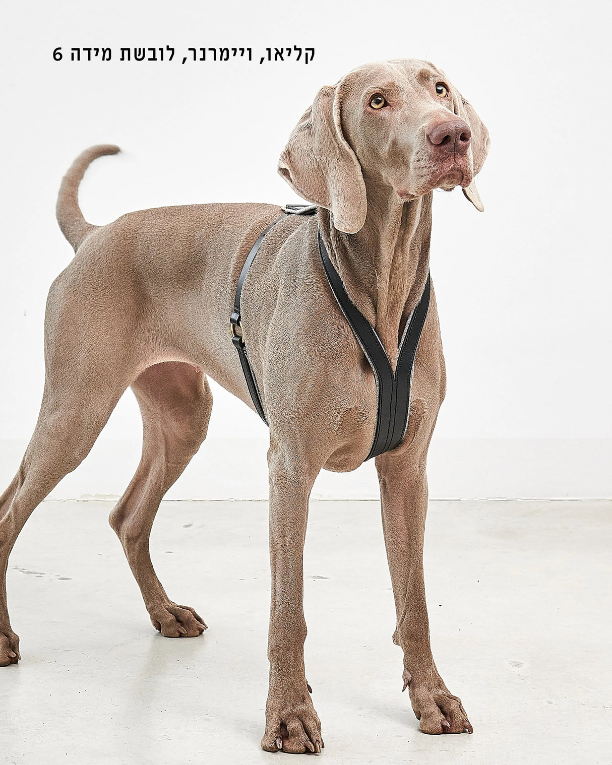 רתמת עור אלגנטית לכלב | VERONA LEATHER DOG HARNESS