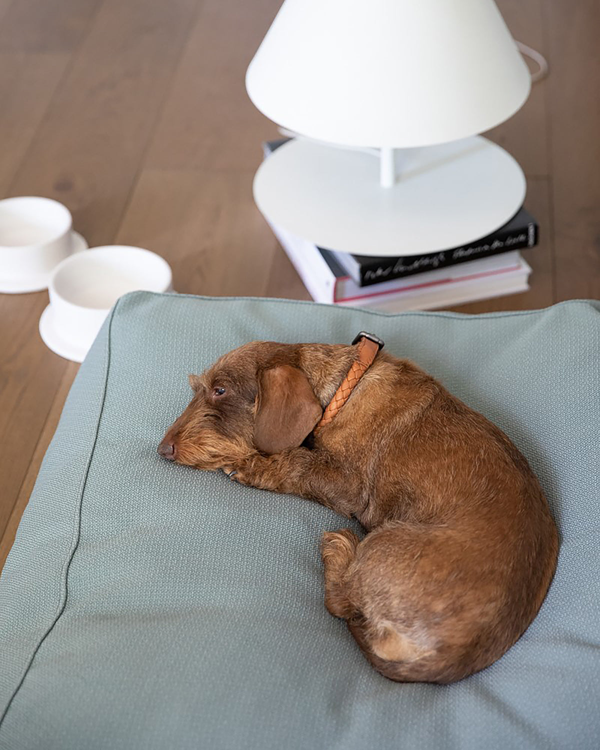 קולר עור לכלבים