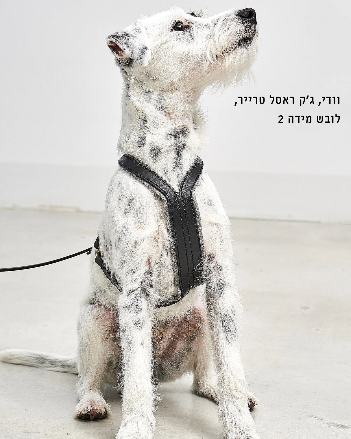 VERONA LEATHER DOG HARNESS | רתמת עור לכלב