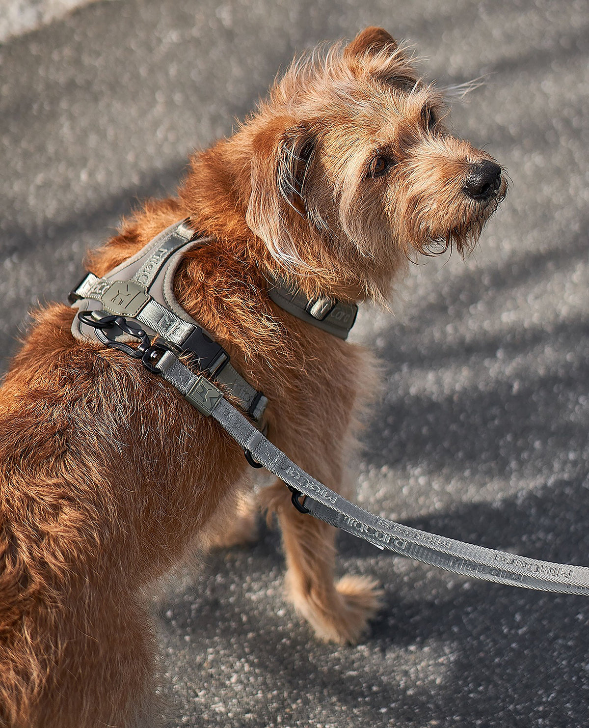 MODENA LONG LEAD | רצועה מתכווננת לכלב