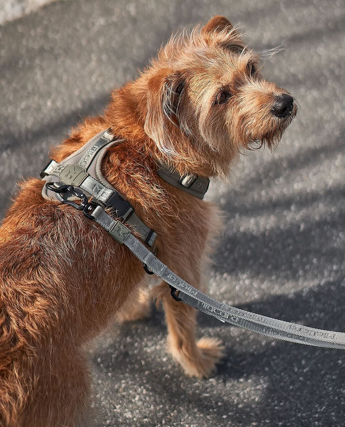 MODENA ADJUSTABLE LEASH | רצועה מתכווננת לכלב