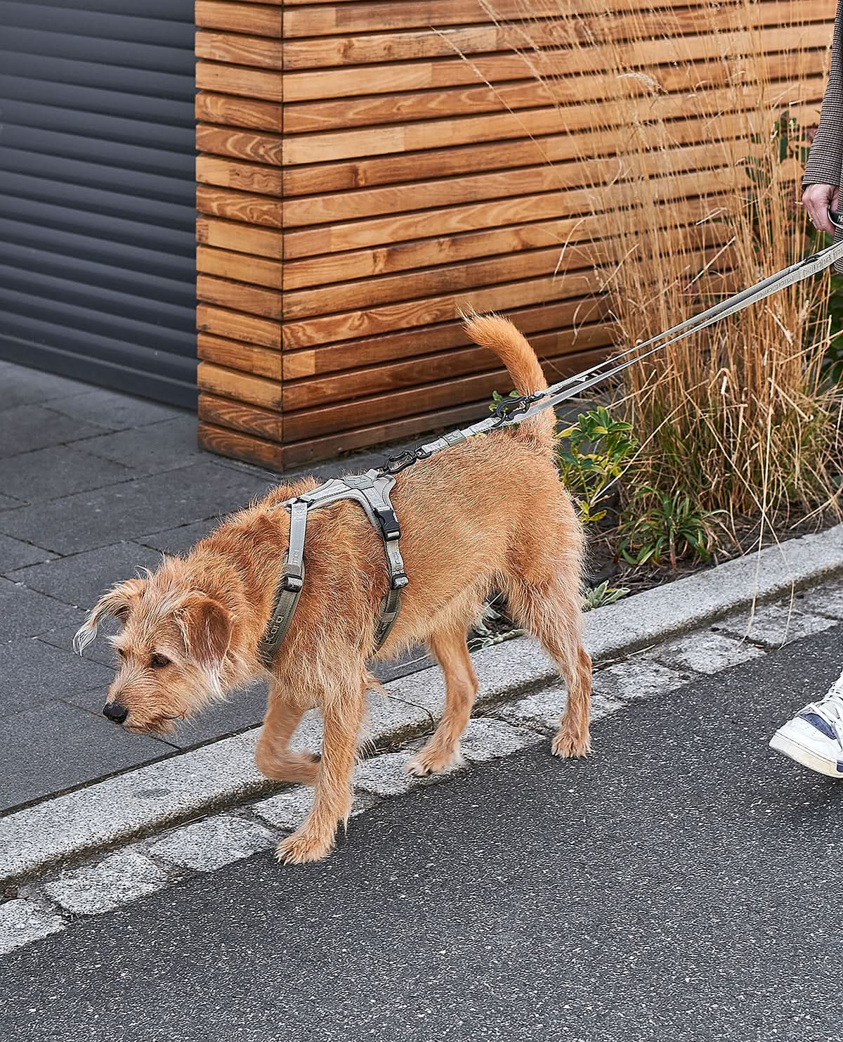 MODENA ADJUSTABLE LEASH | רצועה מתכווננת לכלב