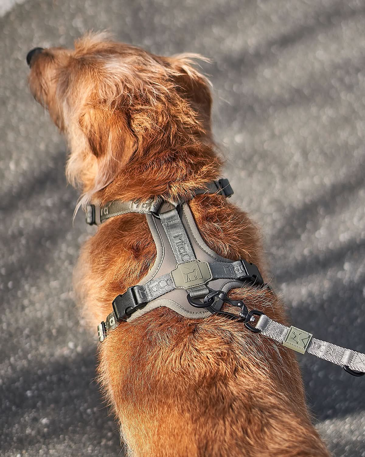 MODENA ADJUSTABLE LEASH | רצועה מתכווננת לכלב