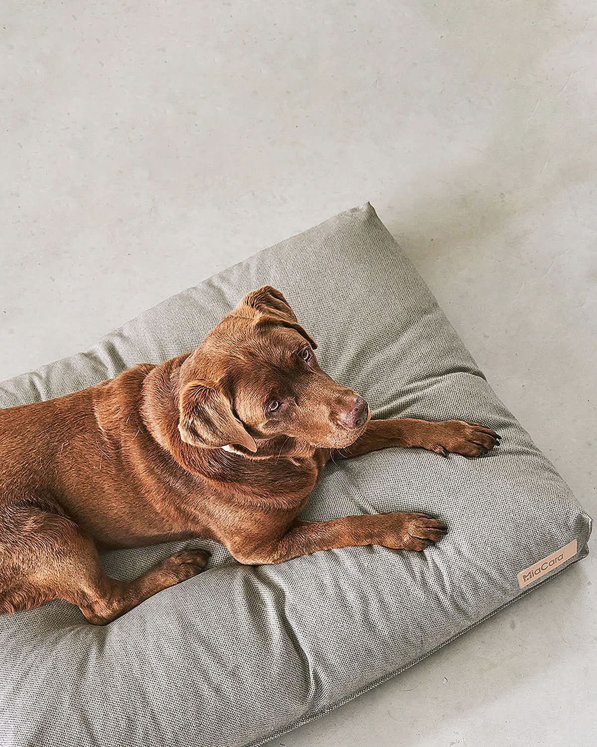 כרית אורתופדית לכלב | MARE DOG CUSHION
