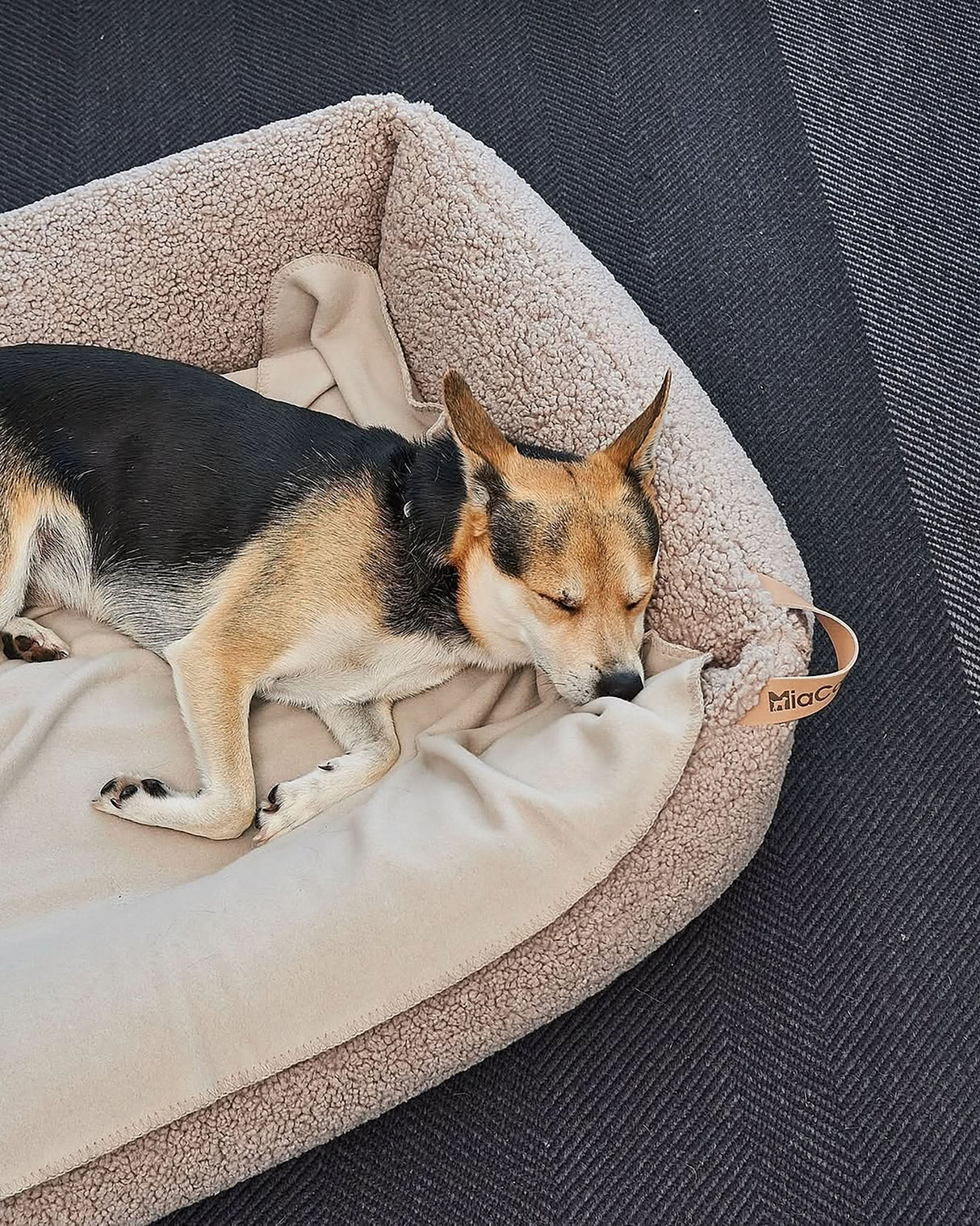 SENSO DOG BOX BED | מיטה אורתופדית לכלב
