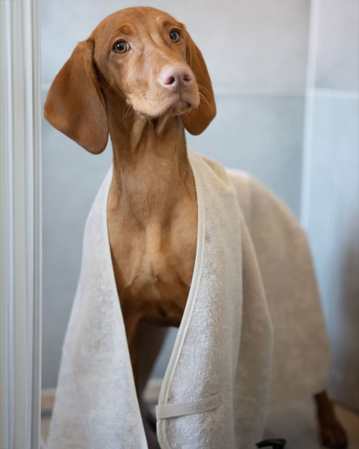 מגבת לכלב מכותנה אורגנית | SECCO DOG TOWELS