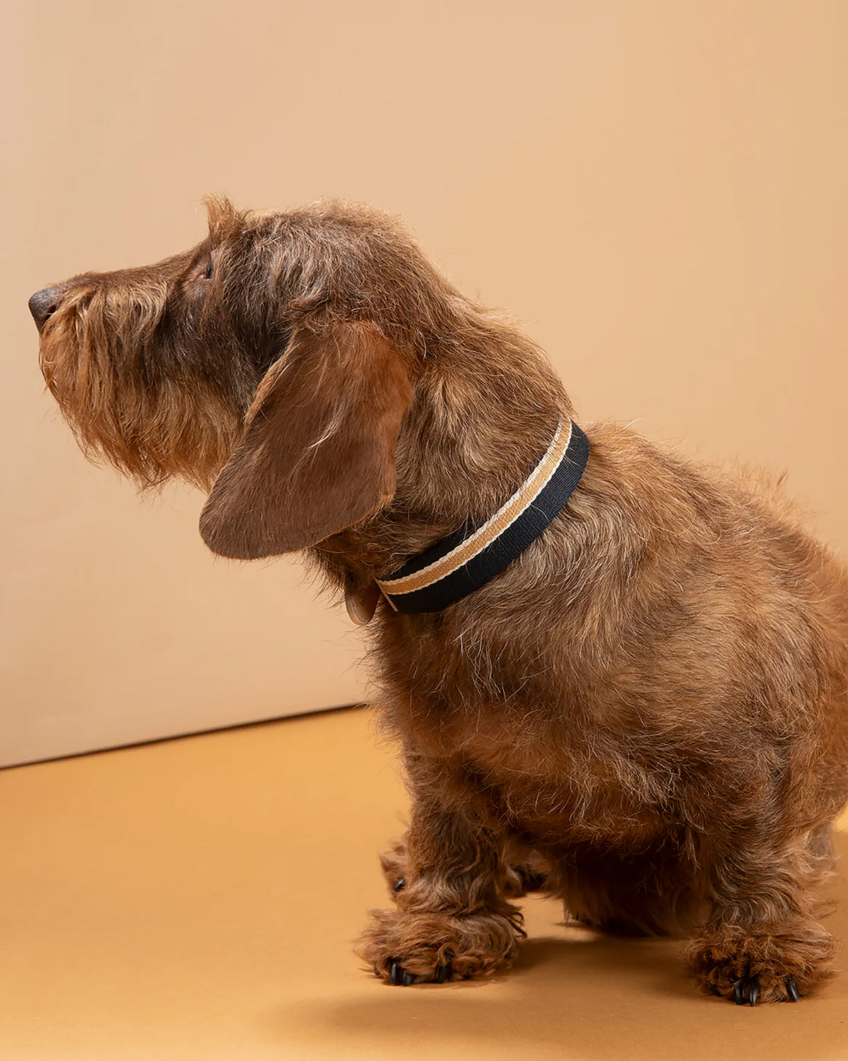 קולר לכלבים