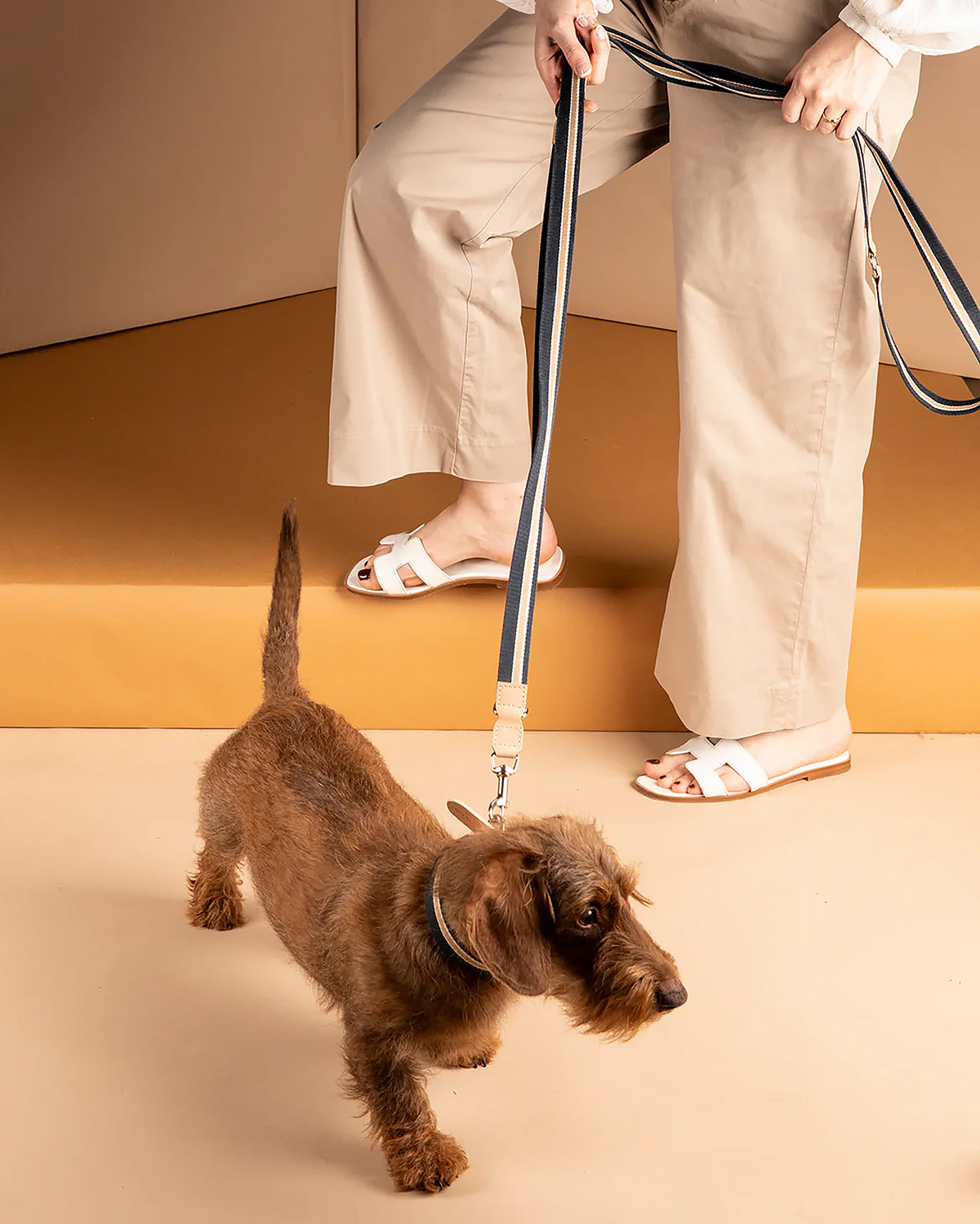 קולר לכלבים