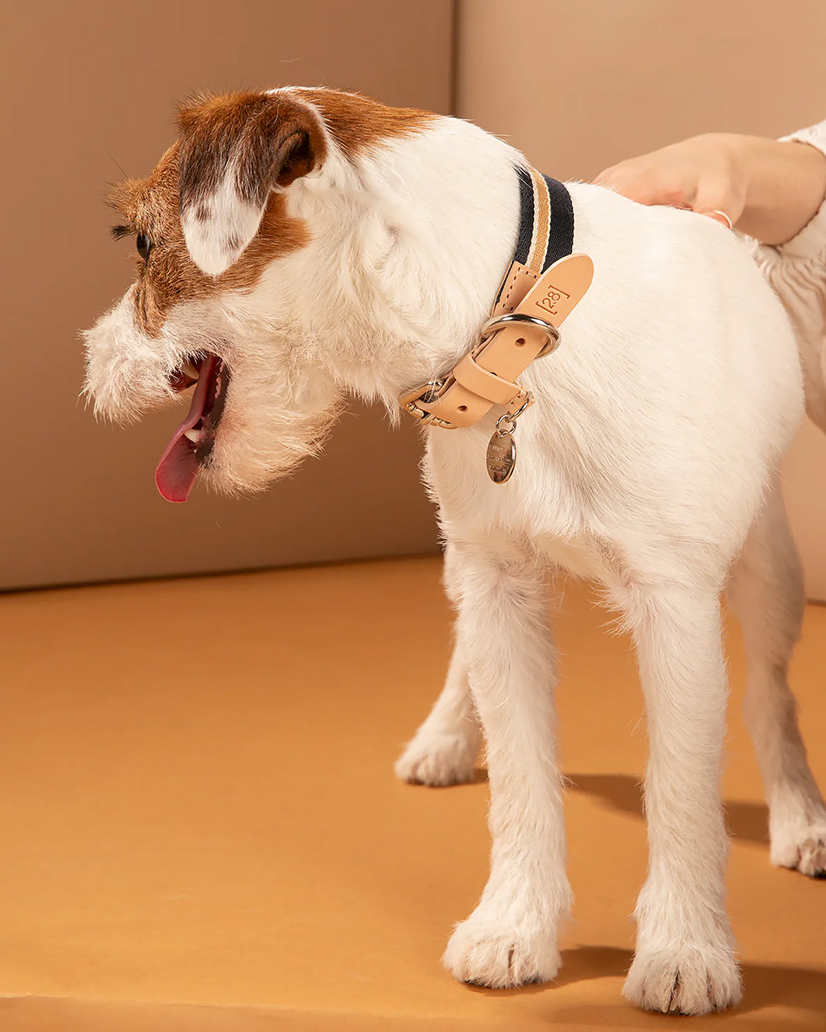 קולר לכלבים