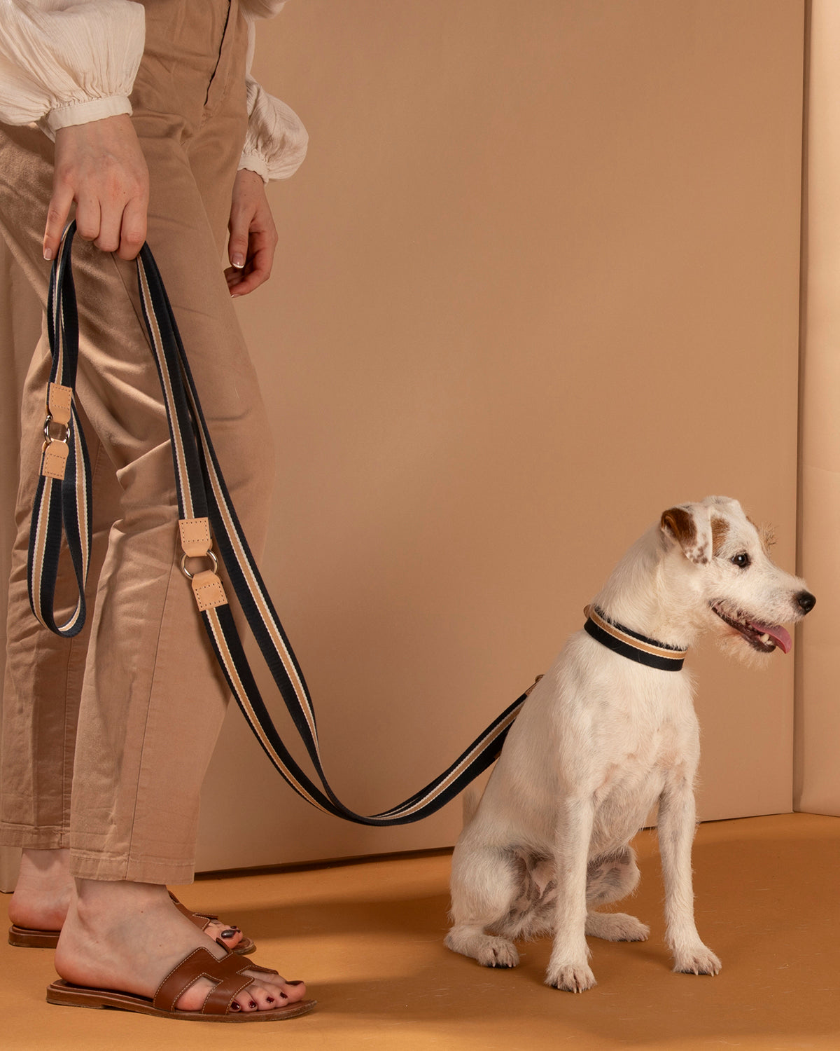 קולר לכלבים