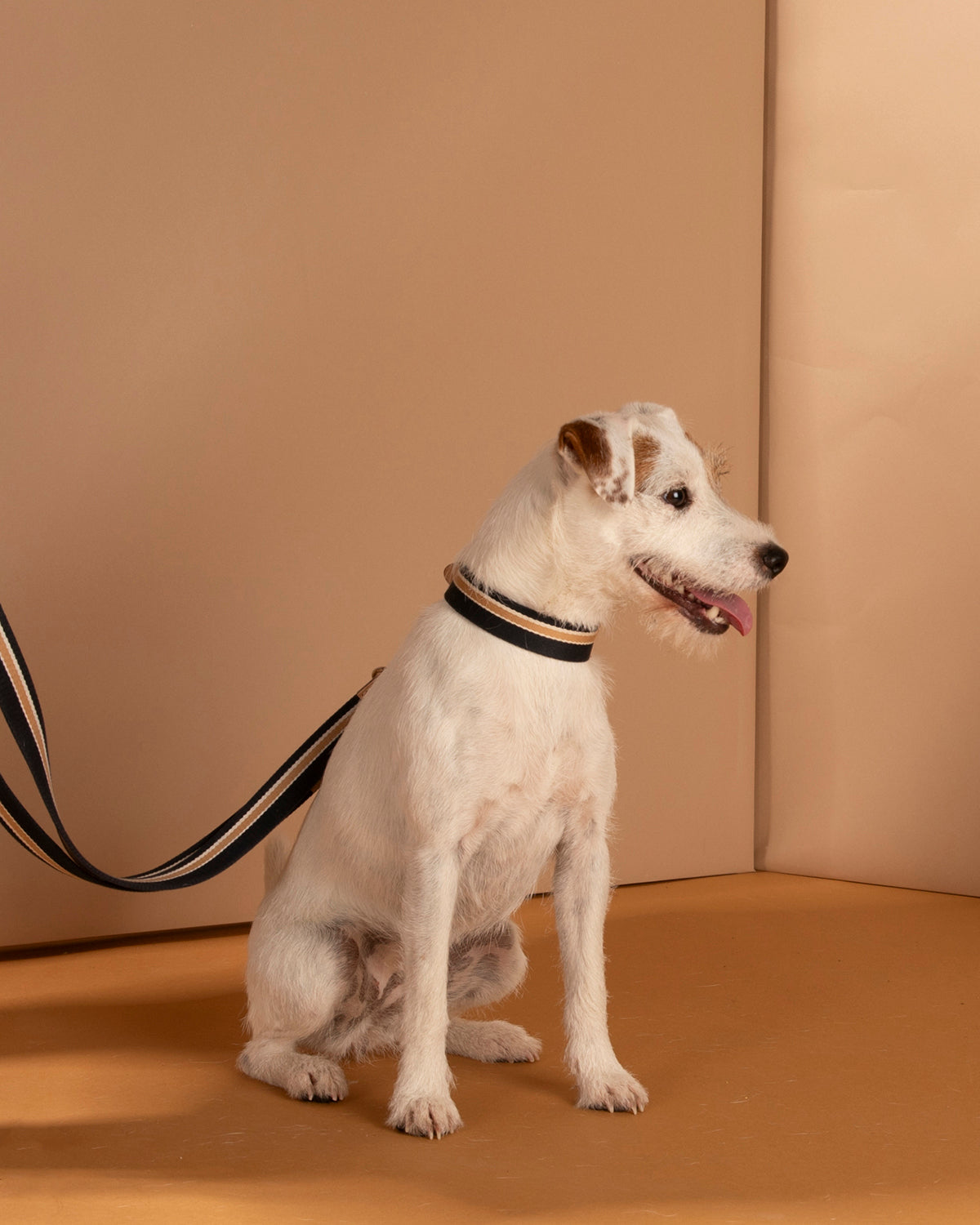 קולר לכלבים