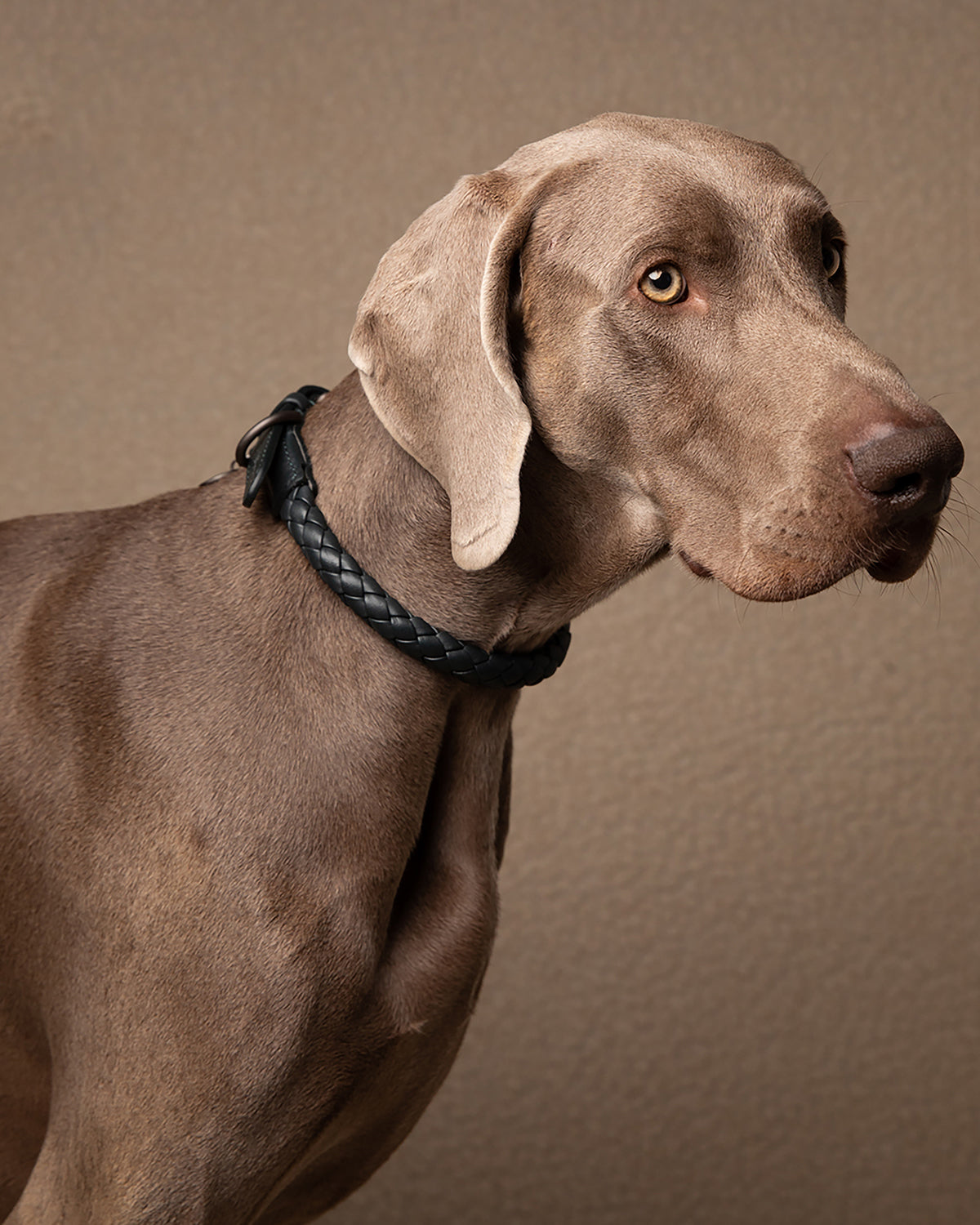 קולר עור לכלבים